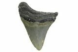 Juvenile Megalodon Tooth - North Carolina #354533-1